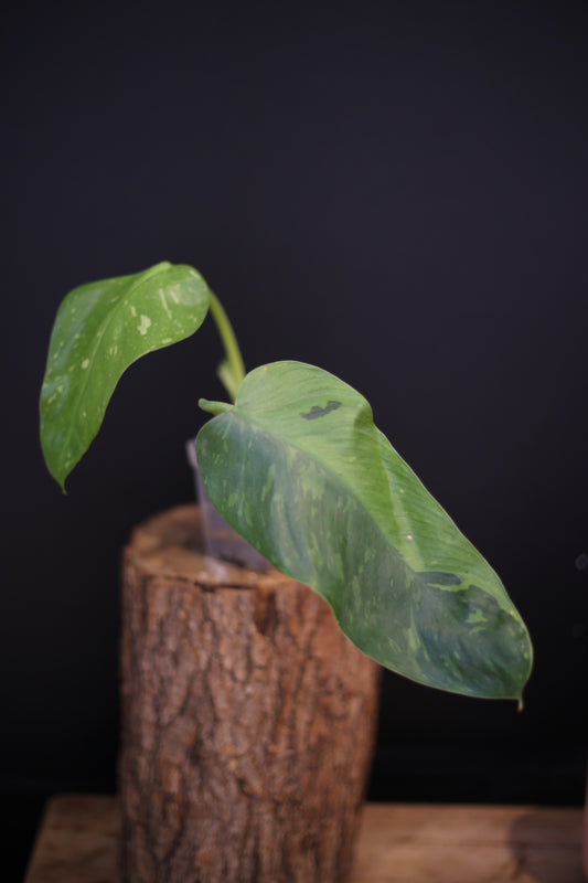 Philodendron Jose Buono Variegated - Beautiful Variegation