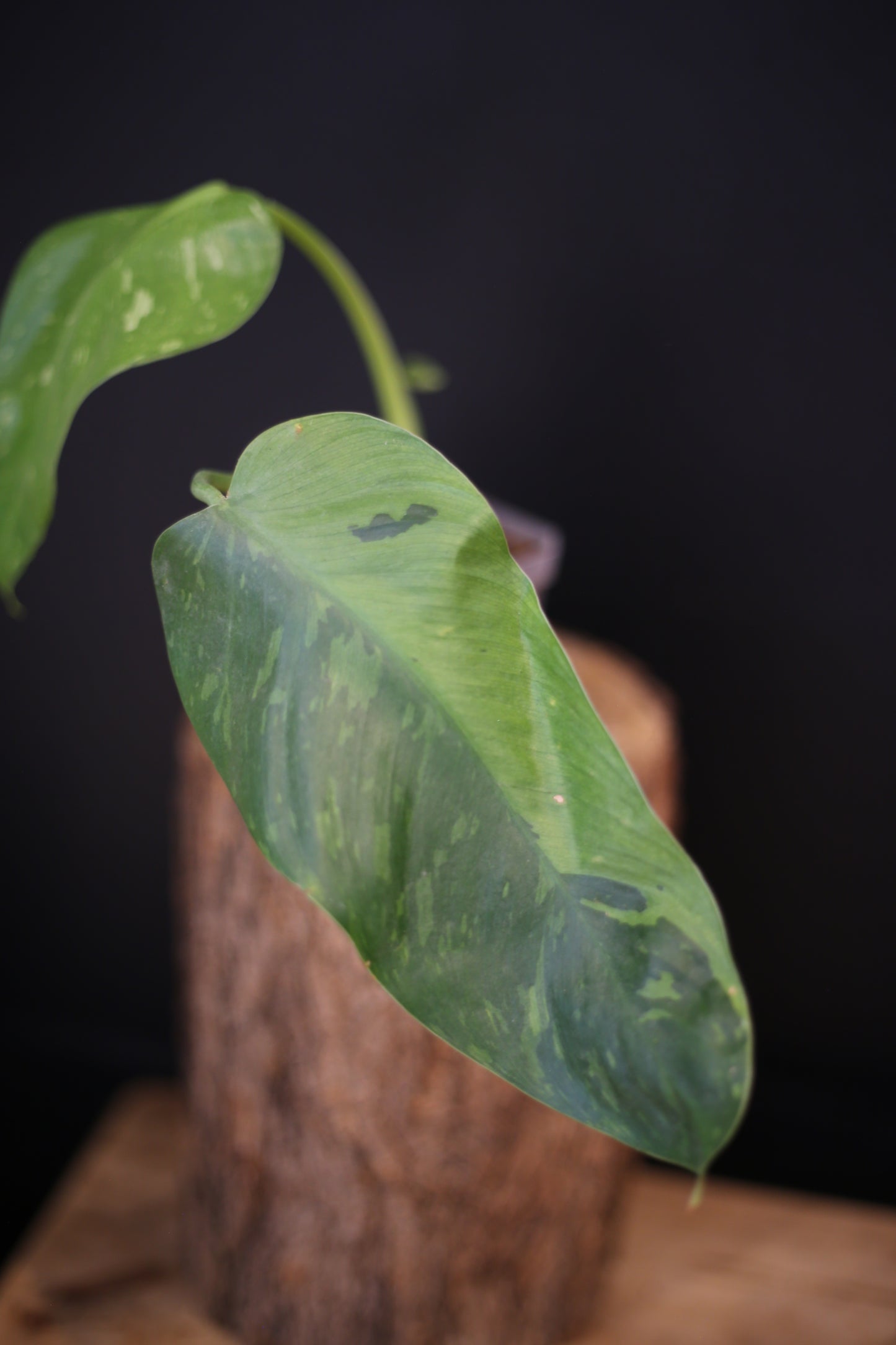 Philodendron Jose Buono Variegated - Beautiful Variegation