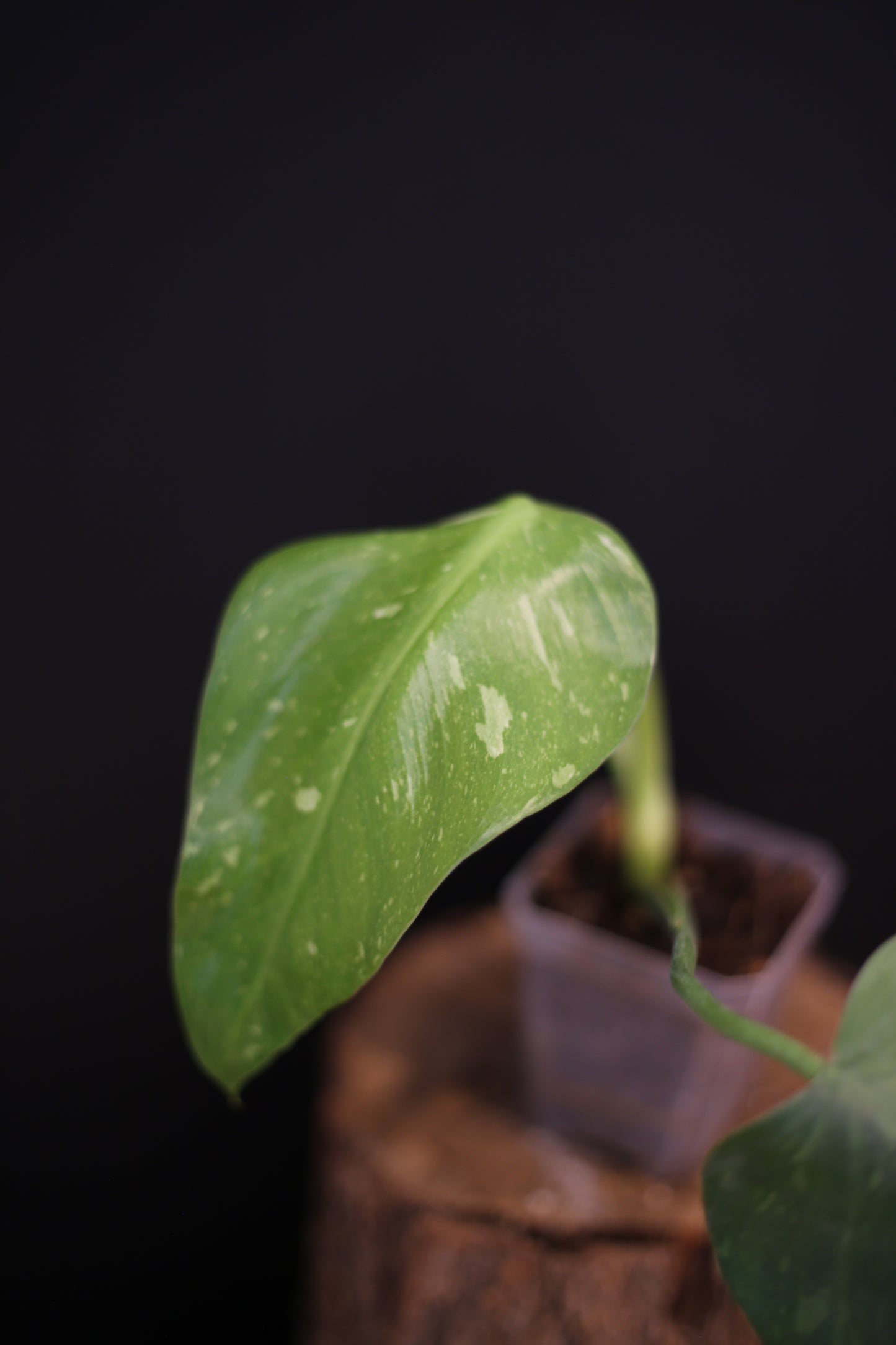 Philodendron Jose Buono Variegated - Beautiful Variegation