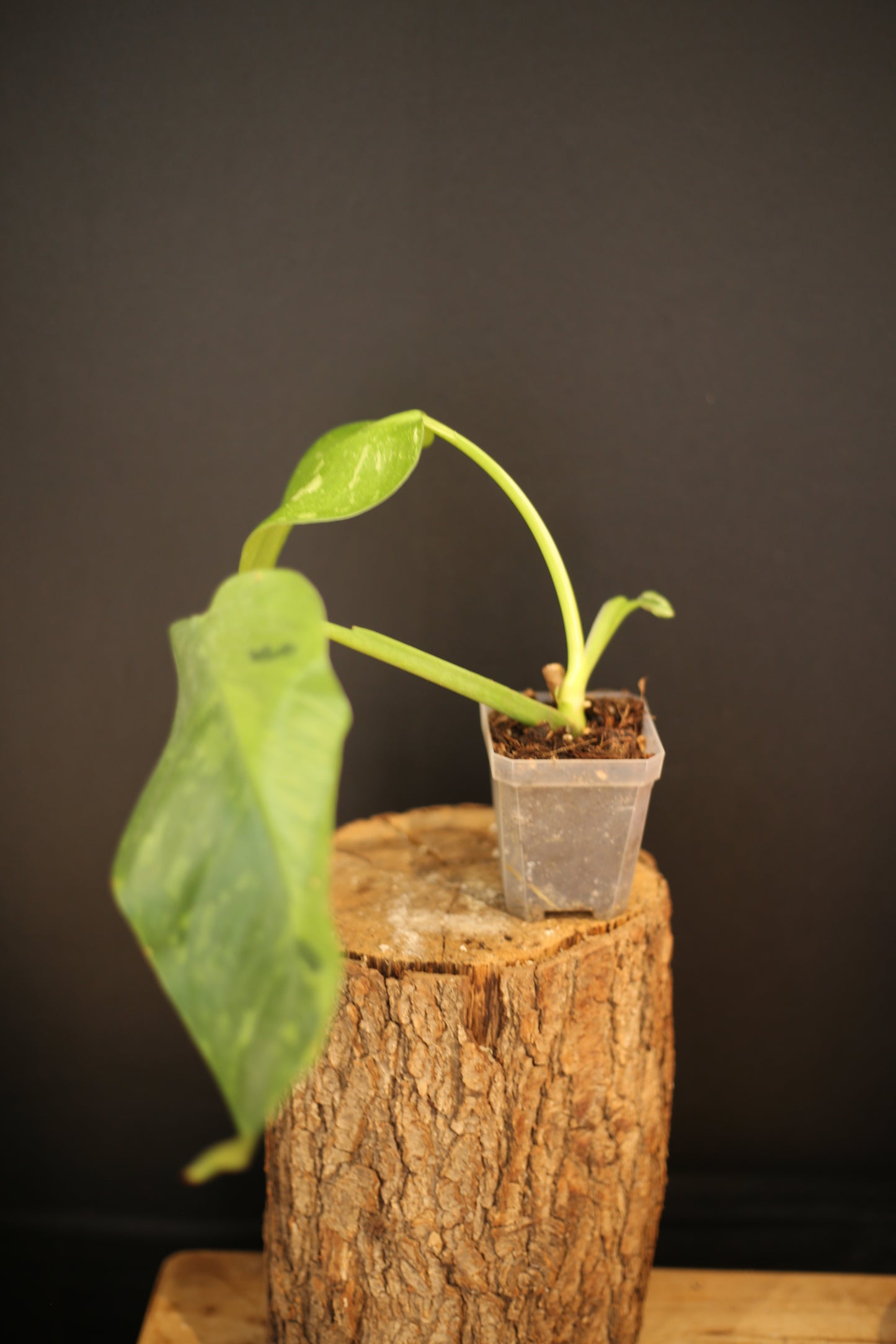 Philodendron Jose Buono Variegated - Beautiful Variegation