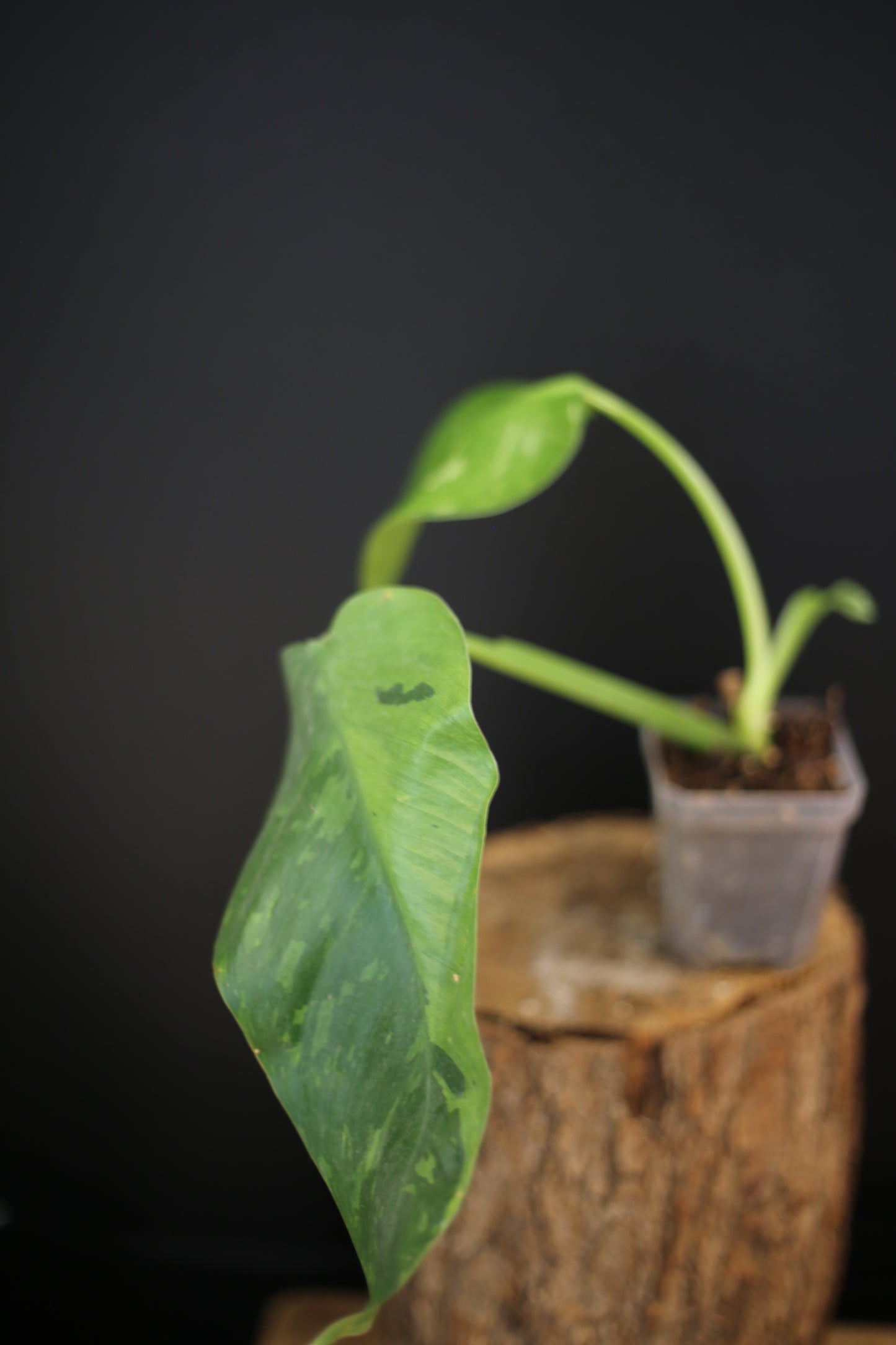 Philodendron Jose Buono Variegated - Beautiful Variegation