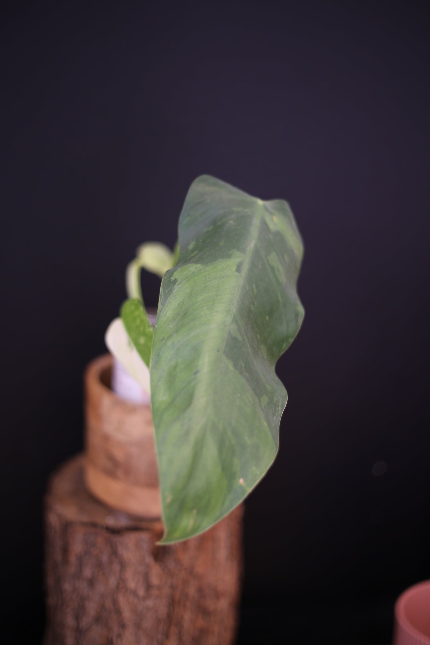 Growing - Philodendron Jose Buono Variegated - Minimal Variegation - New Leaf Unfurling - Hydroponic Grown UK