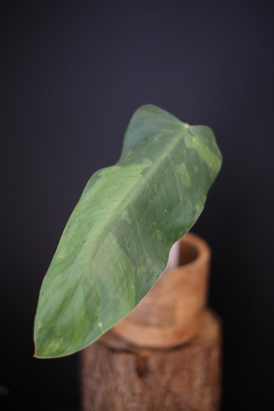 Growing - Philodendron Jose Buono Variegated - Minimal Variegation - New Leaf Unfurling - Hydroponic Grown UK