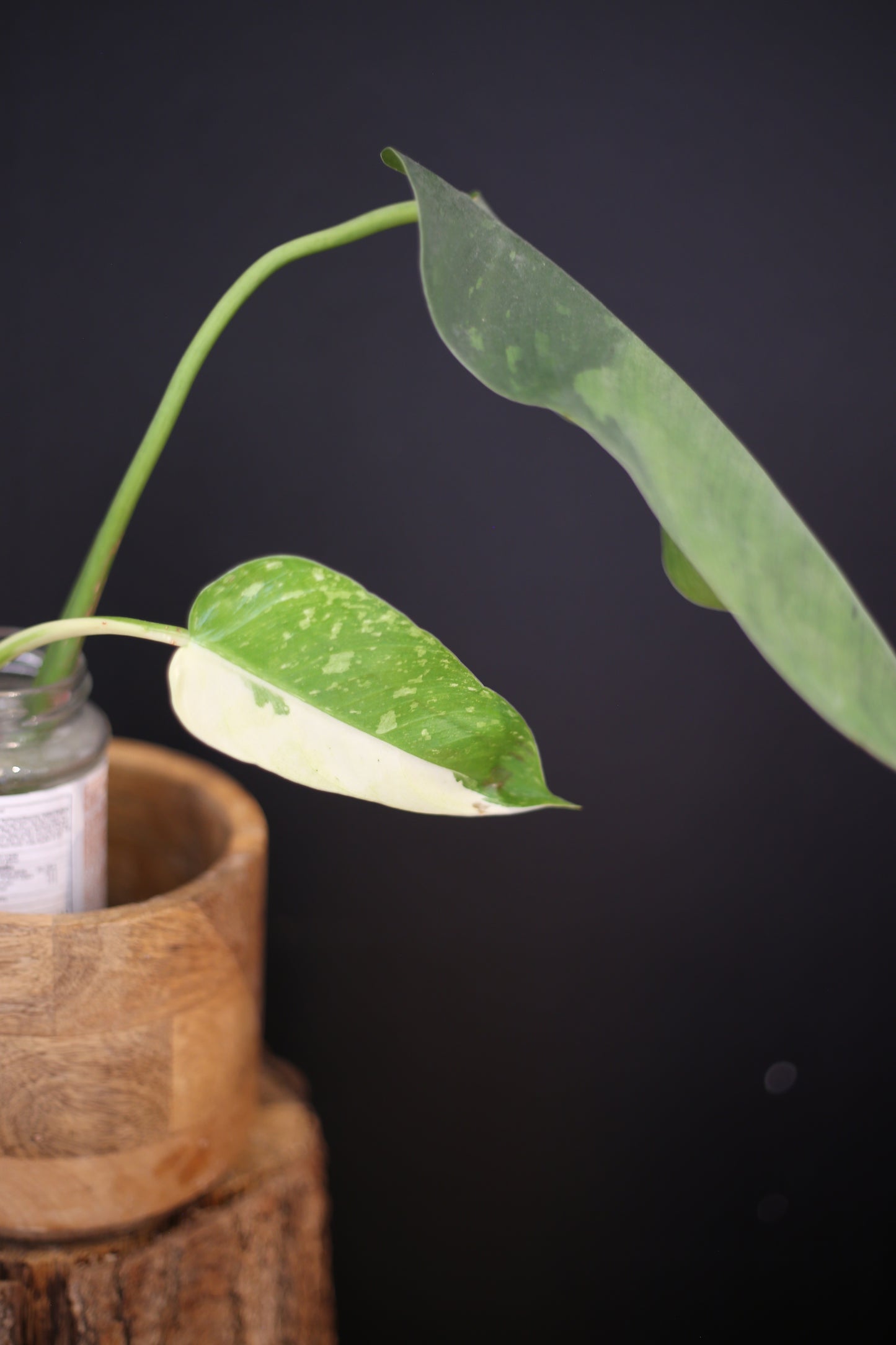 Growing - Philodendron Jose Buono Variegated - Minimal Variegation - New Leaf Unfurling - Hydroponic Grown UK