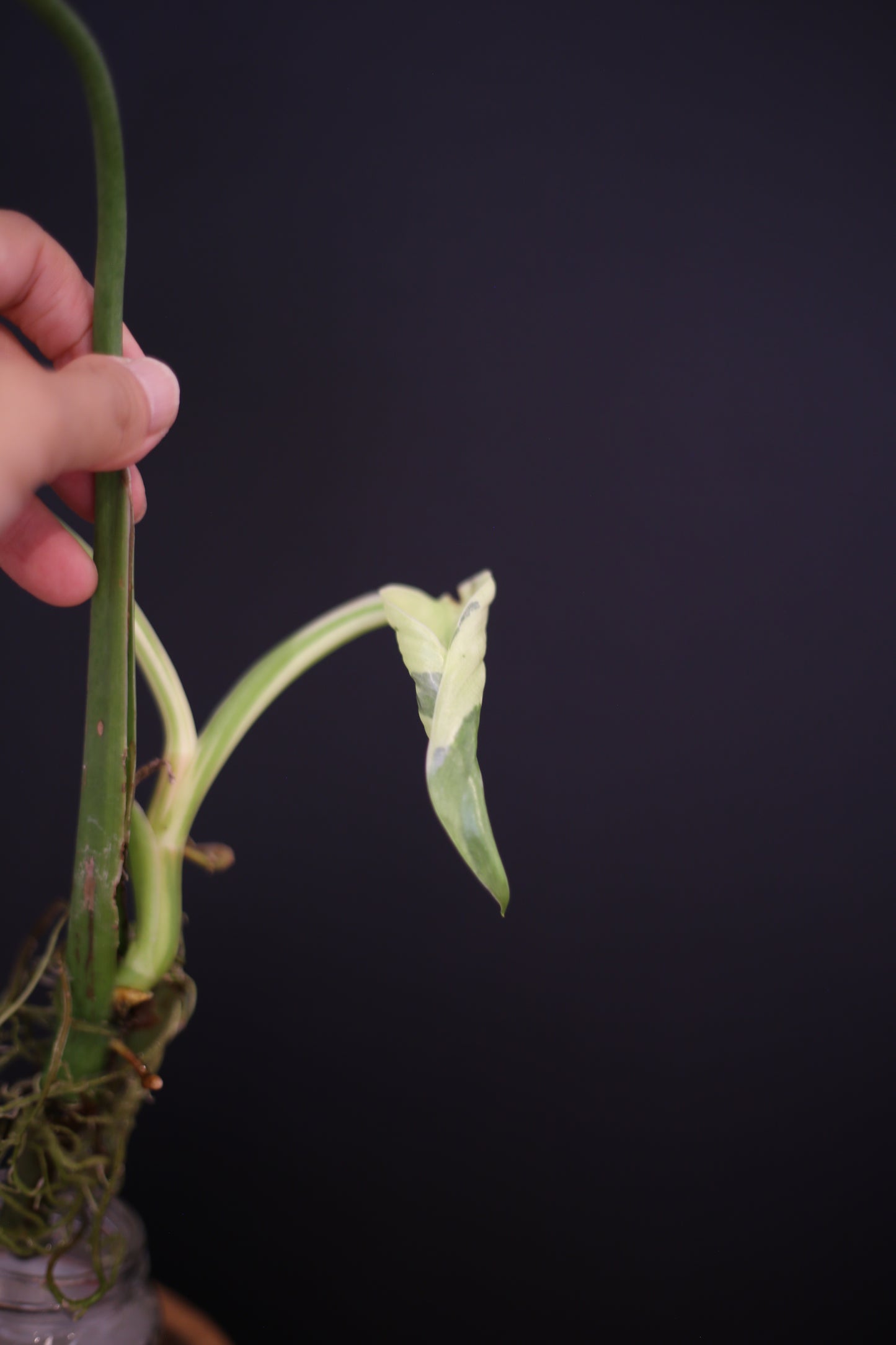 Growing - Philodendron Jose Buono Variegated - Minimal Variegation - New Leaf Unfurling - Hydroponic Grown UK