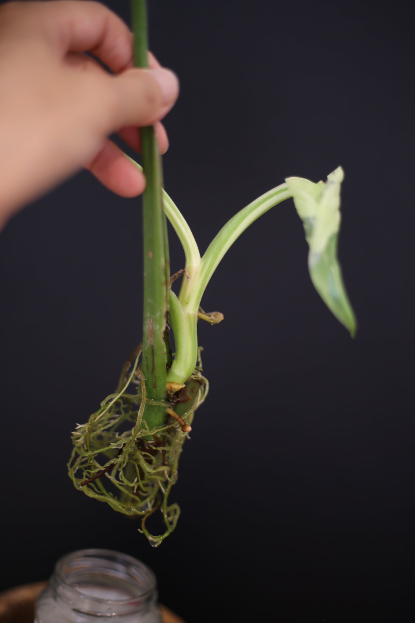 Growing - Philodendron Jose Buono Variegated - Minimal Variegation - New Leaf Unfurling - Hydroponic Grown UK