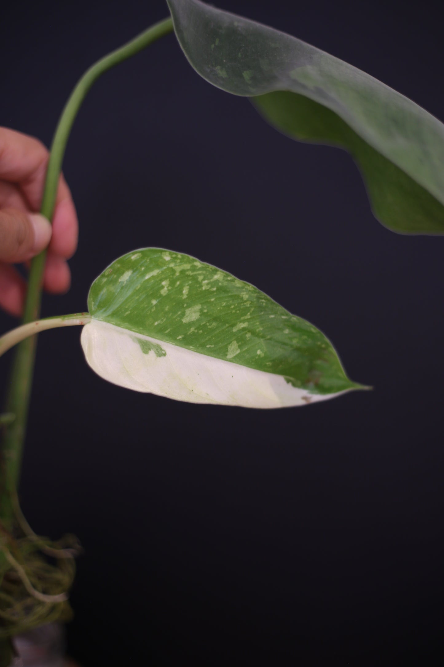 Growing - Philodendron Jose Buono Variegated - Minimal Variegation - New Leaf Unfurling - Hydroponic Grown UK