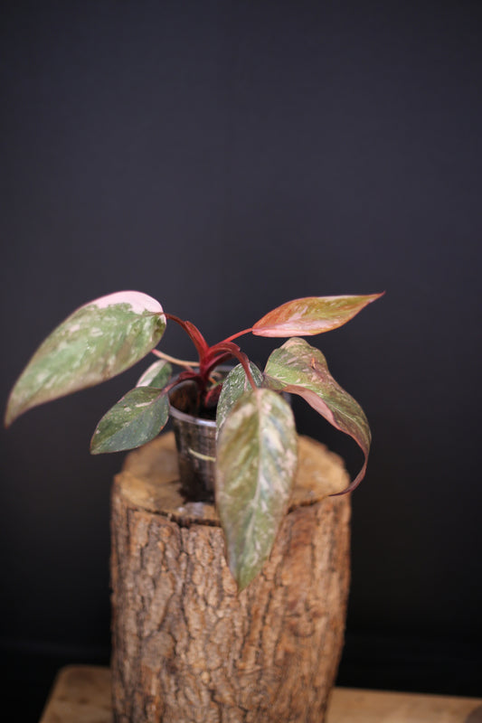 Philodendron Pink Princess Galaxy - Pink Splash Emerging - New Growth - Rooted Plant UK