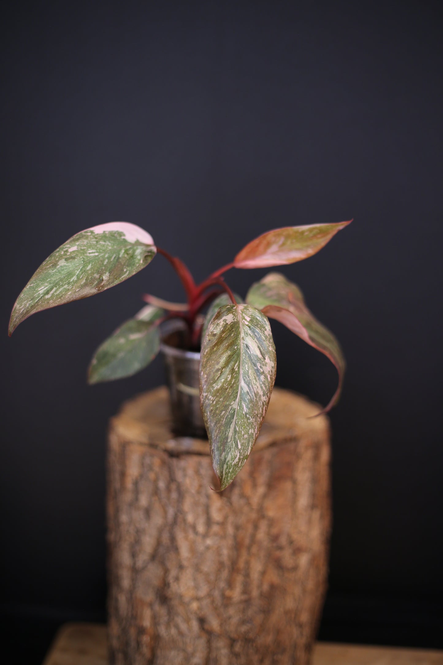 Philodendron Pink Princess Galaxy - Pink Splash Emerging - New Growth - Rooted Plant UK