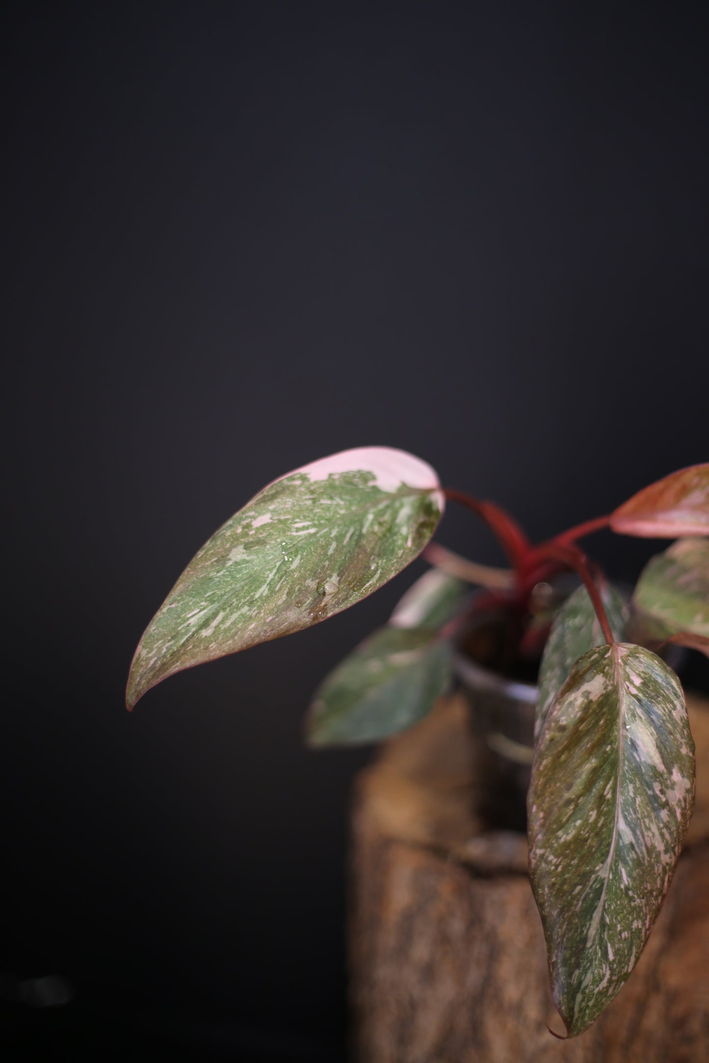 Philodendron Pink Princess Galaxy - Pink Splash Emerging - New Growth - Rooted Plant UK