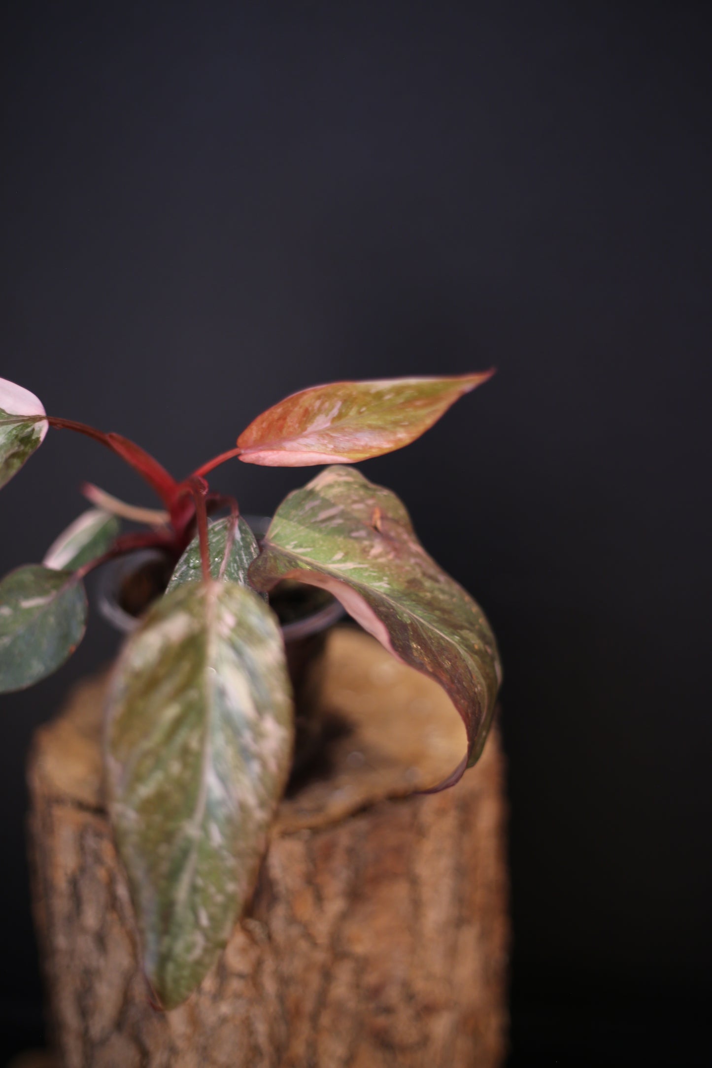 Philodendron Pink Princess Galaxy - Pink Splash Emerging - New Growth - Rooted Plant UK