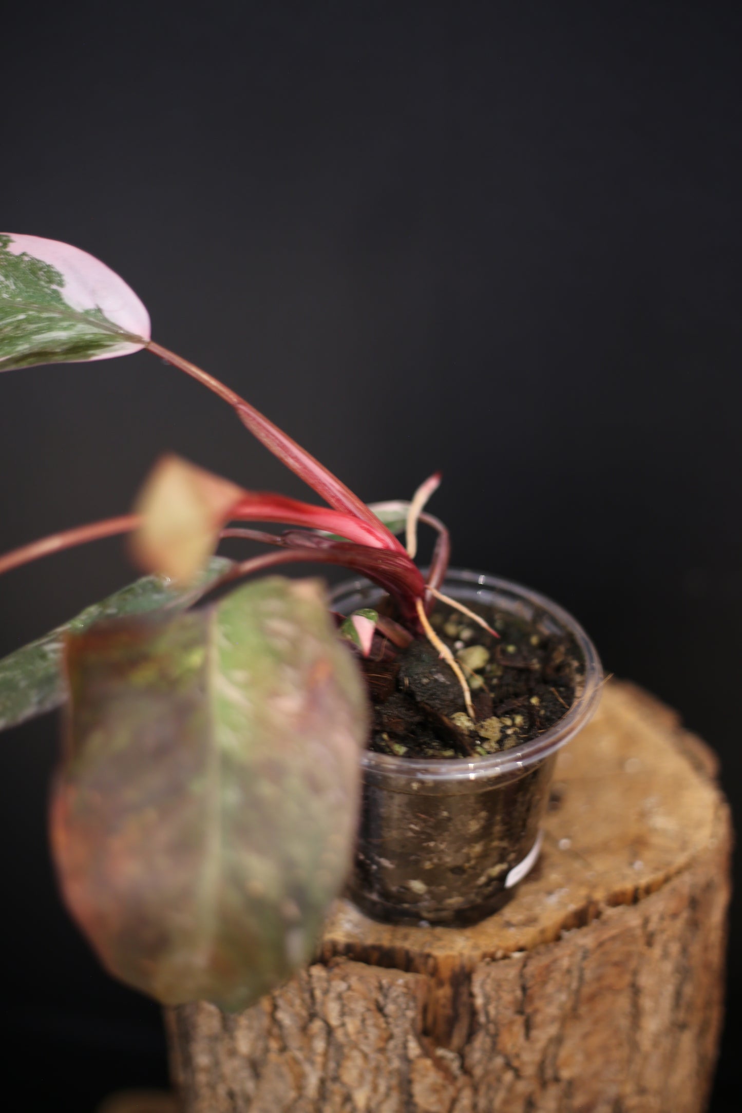 Philodendron Pink Princess Galaxy - Pink Splash Emerging - New Growth - Rooted Plant UK