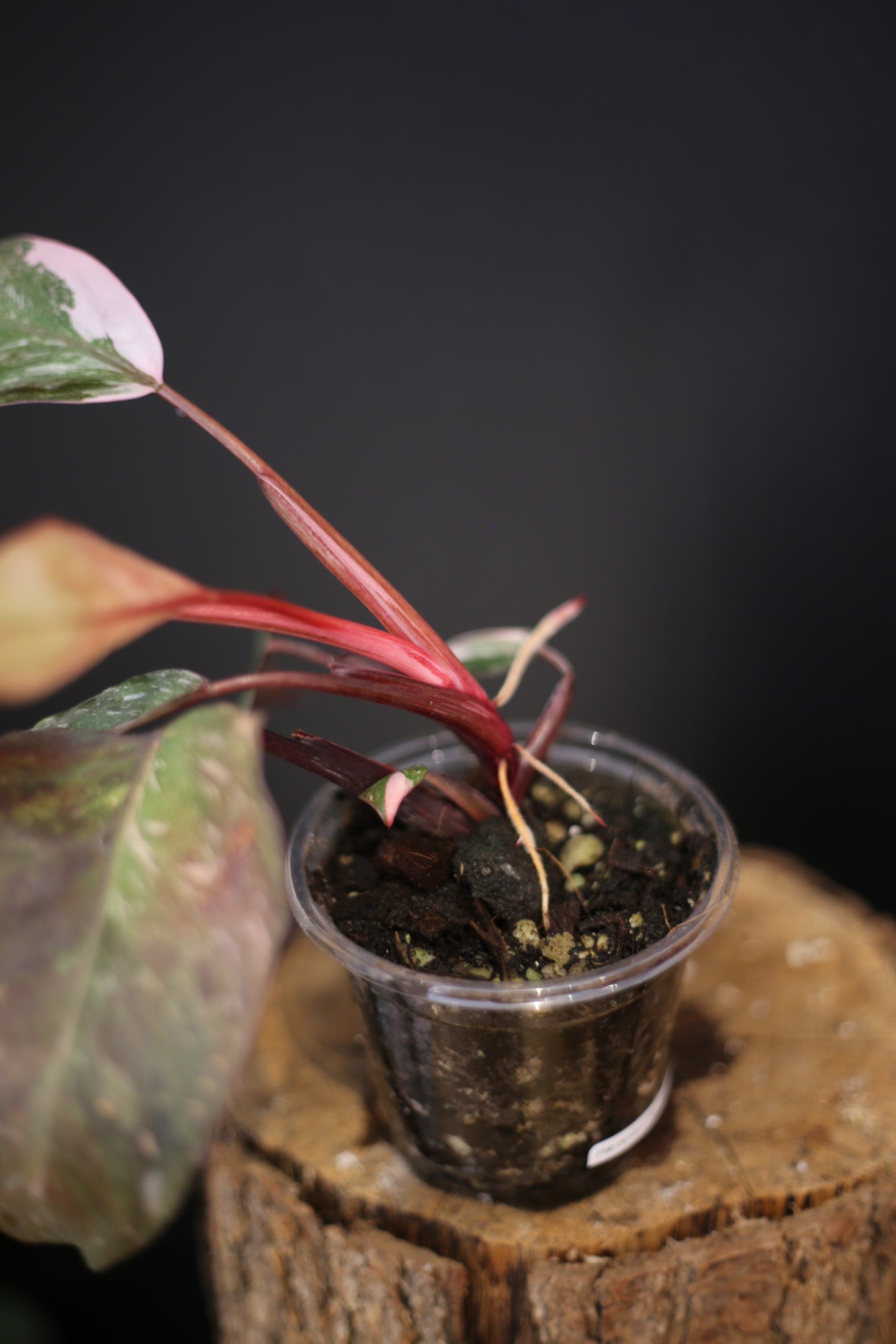 Philodendron Pink Princess Galaxy - Pink Splash Emerging - New Growth - Rooted Plant UK