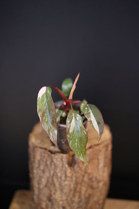 Philodendron Pink Princess Galaxy - Pink Splash Emerging -  Rooted Plant UK