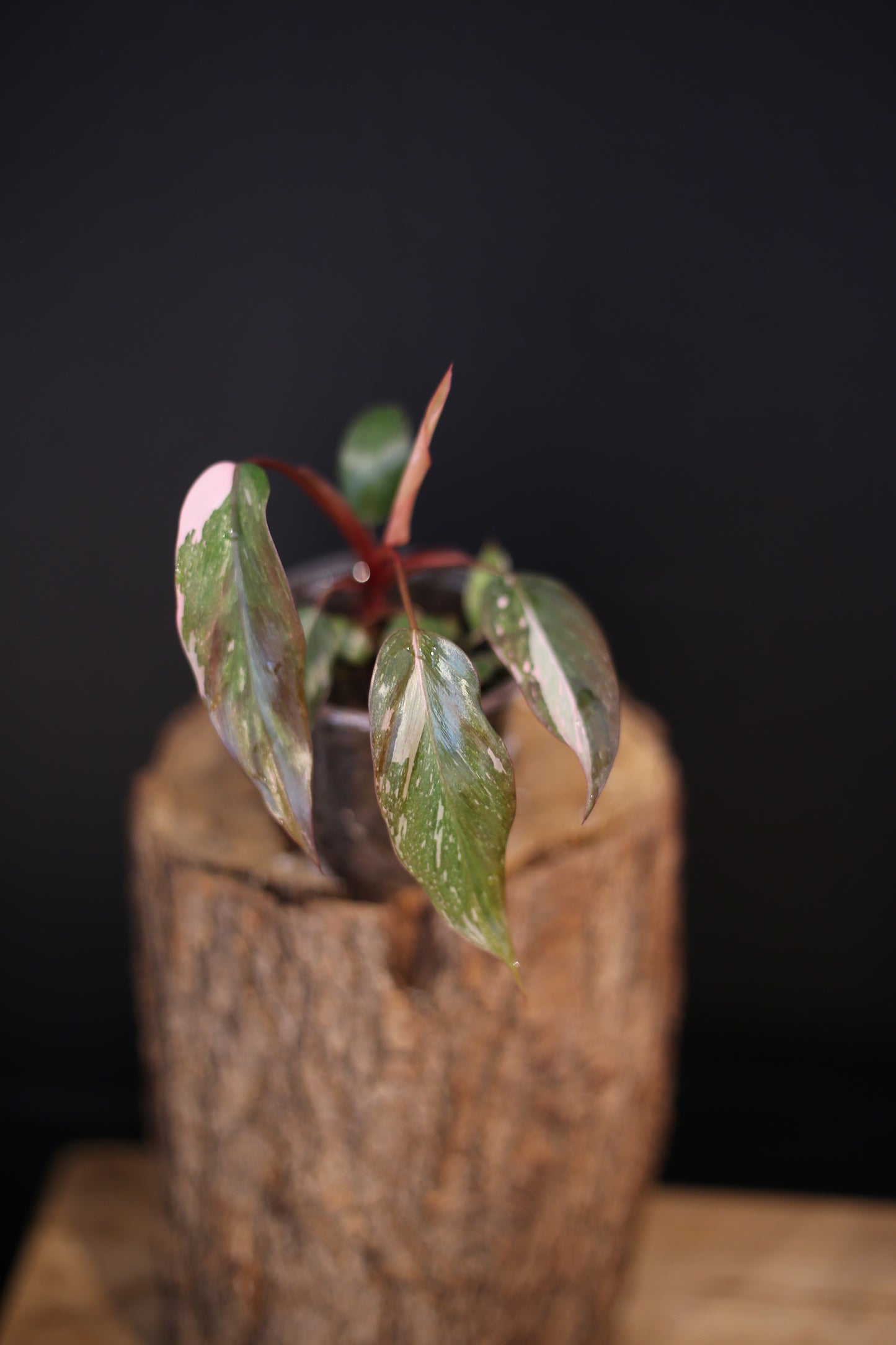 Philodendron Pink Princess Galaxy - Pink Splash Emerging -  Rooted Plant UK