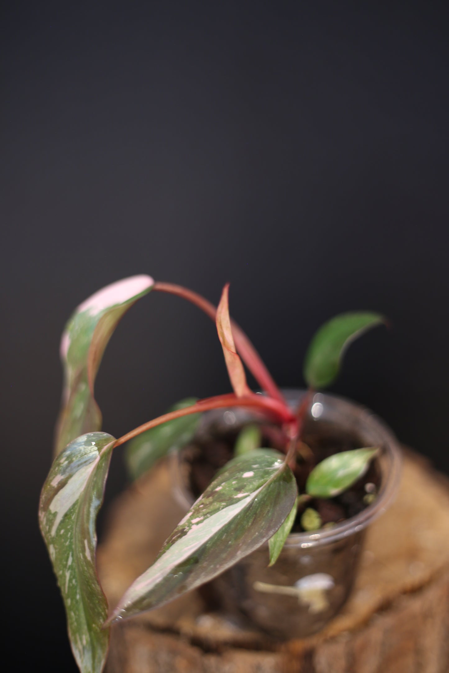Philodendron Pink Princess Galaxy - Pink Splash Emerging -  Rooted Plant UK