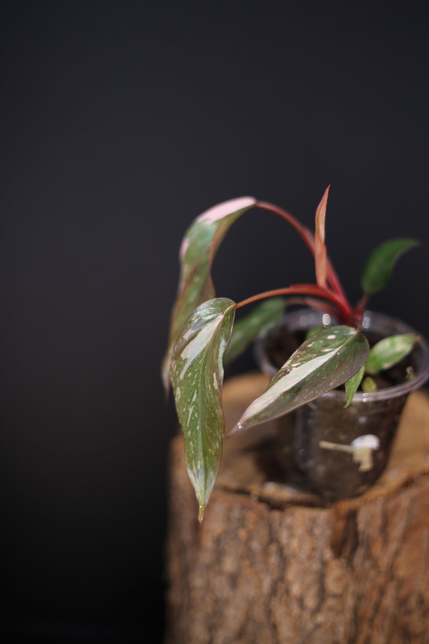 Philodendron Pink Princess Galaxy - Pink Splash Emerging -  Rooted Plant UK