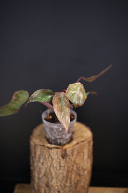 Philodendron Pink Princess Galaxy - Beautiful Pink Splash Emerging -  Rooted Plant UK