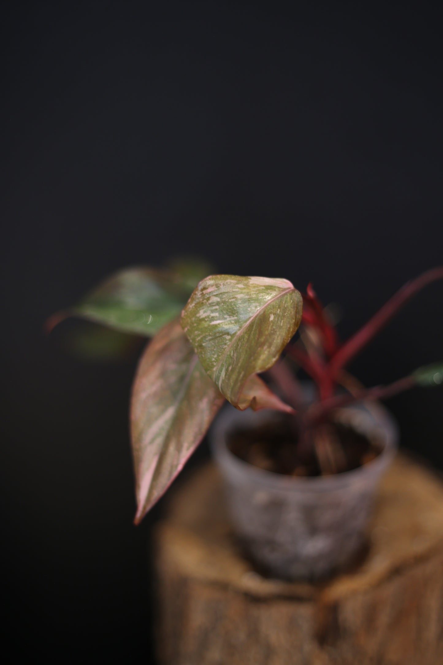 Philodendron Pink Princess Galaxy - Beautiful Pink Splash Emerging -  Rooted Plant UK