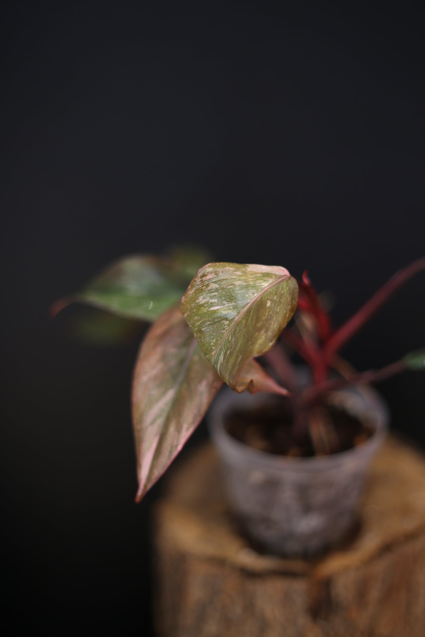 Philodendron Pink Princess Galaxy - Beautiful Pink Splash Emerging -  Rooted Plant UK
