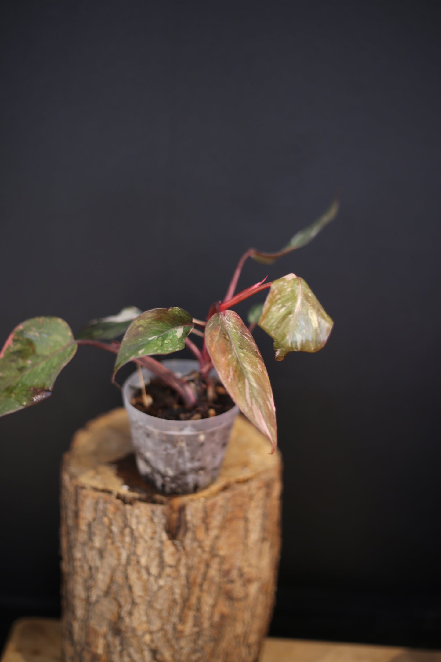 Philodendron Pink Princess Galaxy - Beautiful Pink Splash Emerging -  Rooted Plant UK