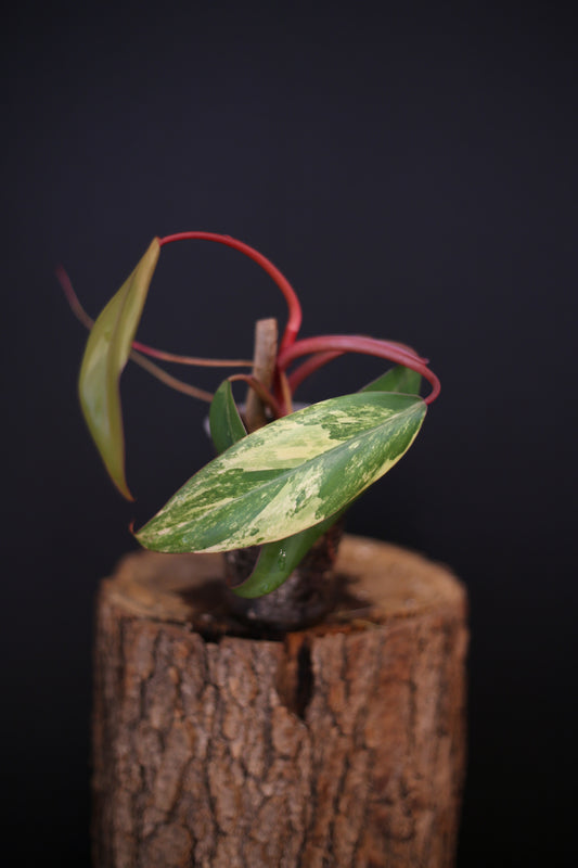 Philodendron Strawberry Shake Variegata - Pink Splash on Dark Leaf - New Leaf Emerging - Rooted Plant UK