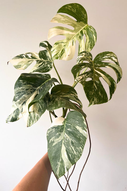 Monstera Albo Variegated Top Cutting