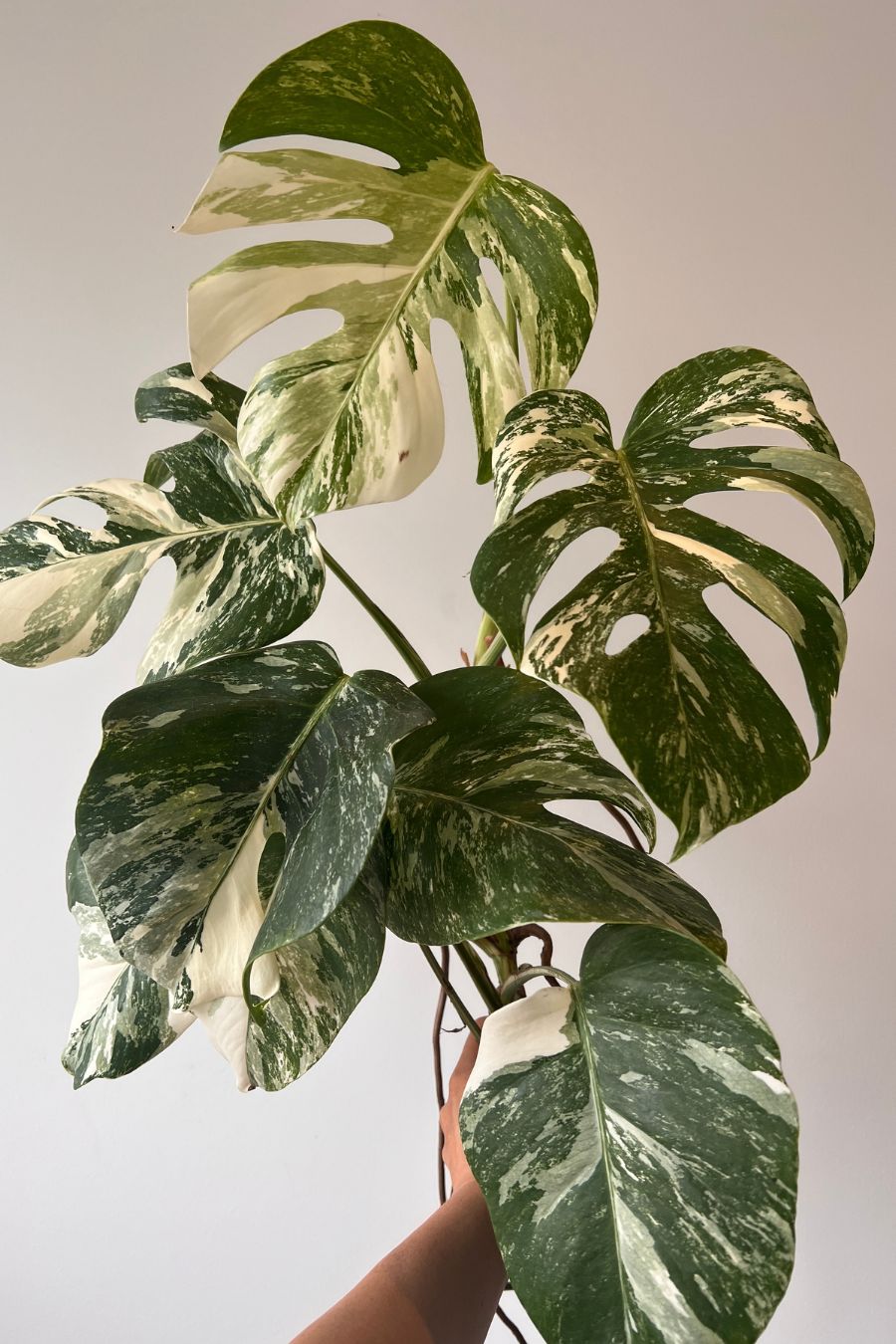 Monstera Albo Variegated Top Cutting