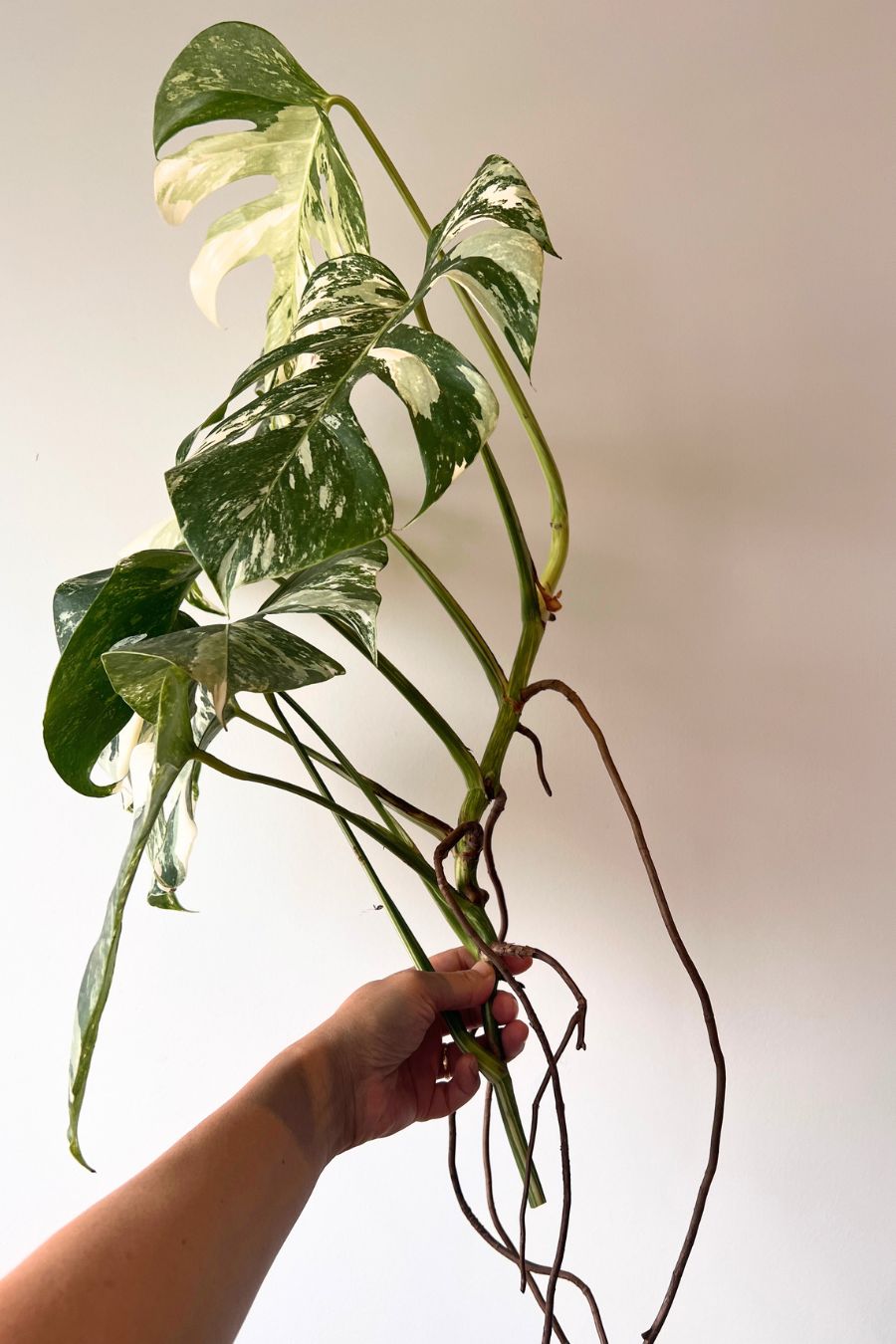 Monstera Albo Variegated Top Cutting