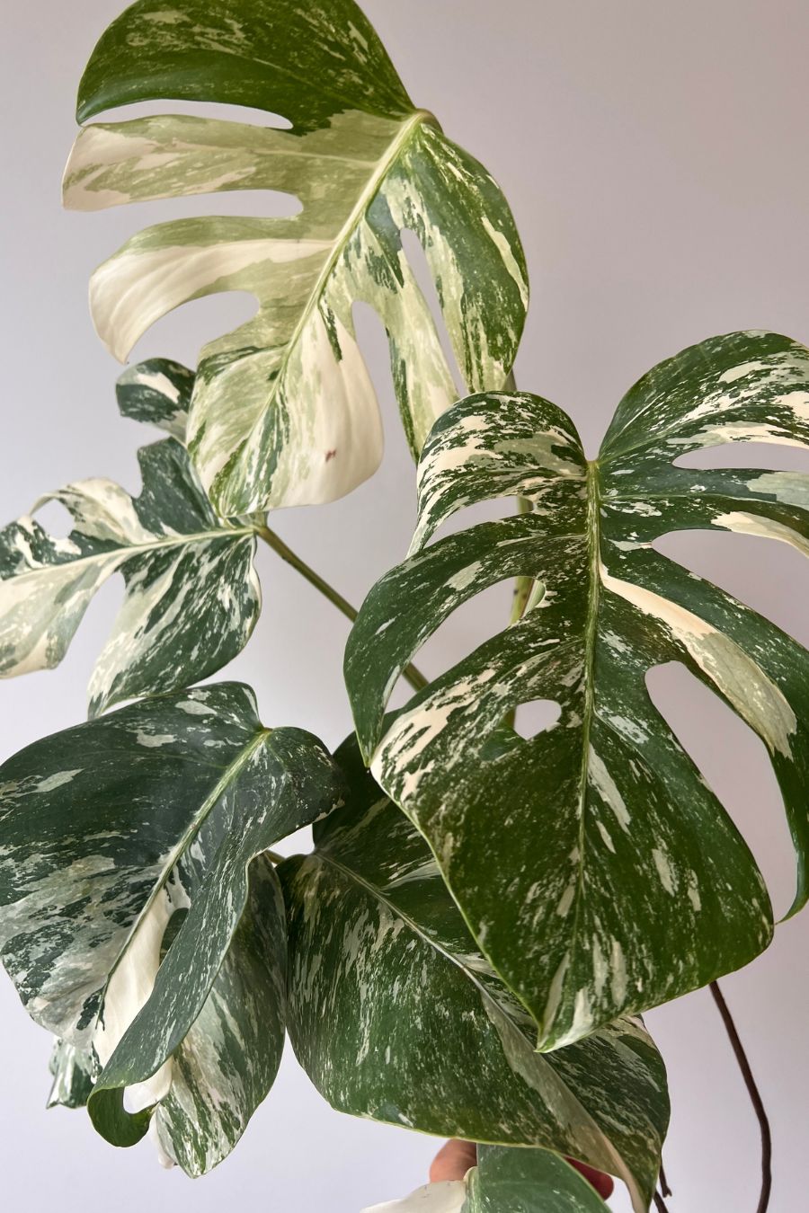 Monstera Albo Variegated Top Cutting