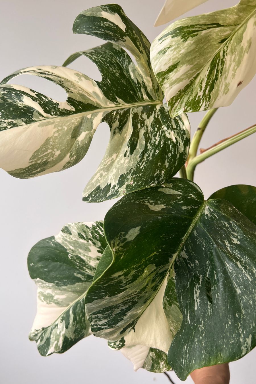 Monstera Albo Variegated Top Cutting