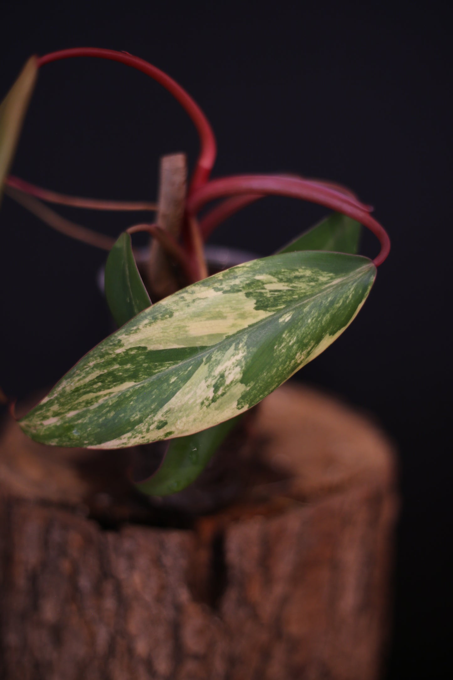 Philodendron Strawberry Shake Variegata - Pink Splash on Dark Leaf - New Leaf Emerging - Rooted Plant UK