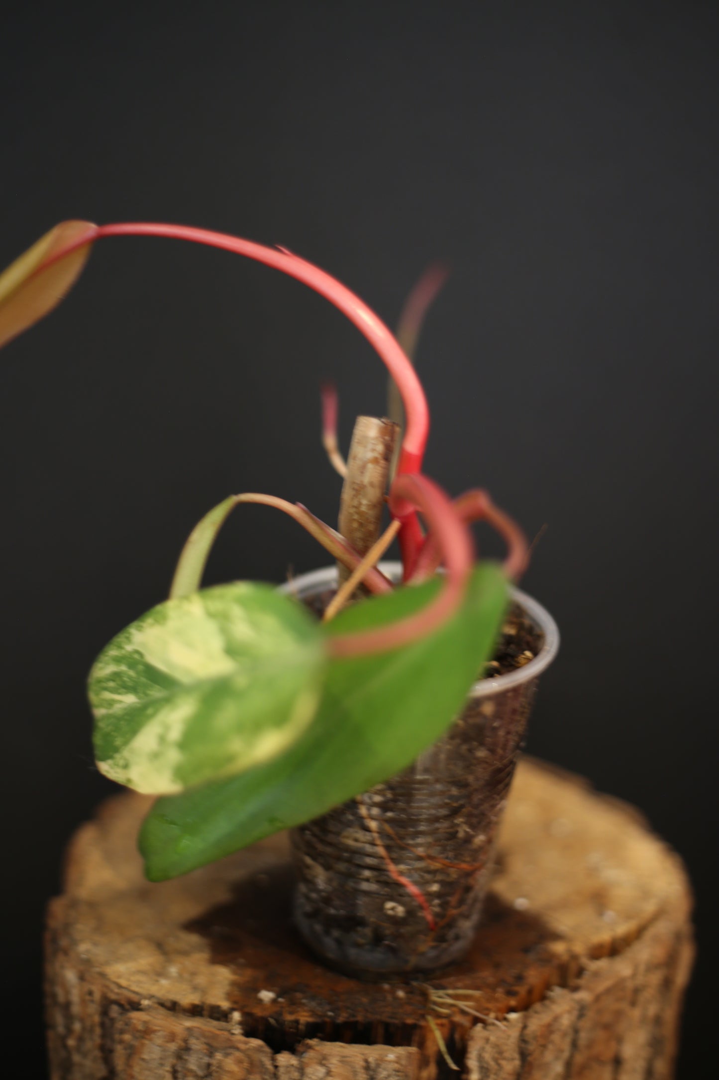 Philodendron Strawberry Shake Variegata - Pink Splash on Dark Leaf - New Leaf Emerging - Rooted Plant UK