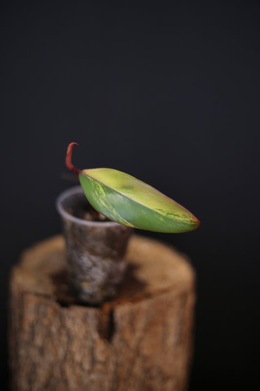 Philodendron Strawberry Shake Variegata - Red Petioles - New Leaf Emerging - Rooted Starter Plant UK