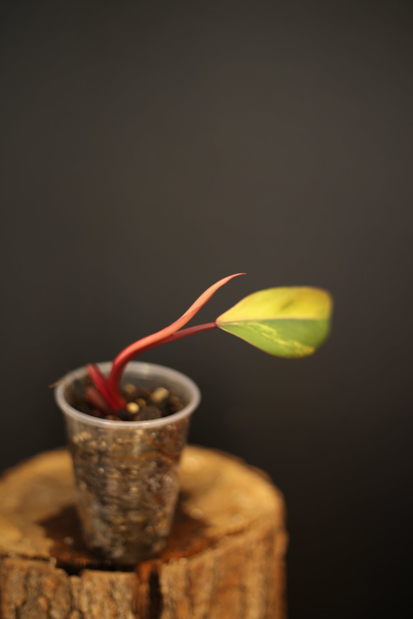 Philodendron Strawberry Shake Variegata - Red Petioles - New Leaf Emerging - Rooted Starter Plant UK