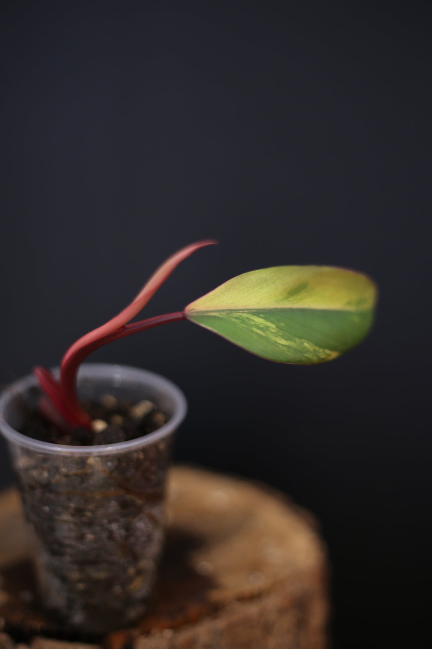 Philodendron Strawberry Shake Variegata - Red Petioles - New Leaf Emerging - Rooted Starter Plant UK