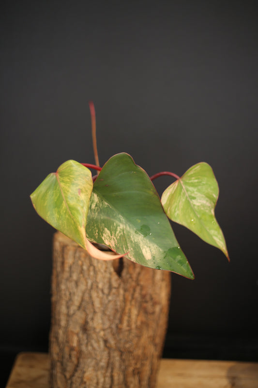 Philodendron Strawberry Shake Variegata - Dual Colour Expression - Large Established Leaves - Rooted Plant UK