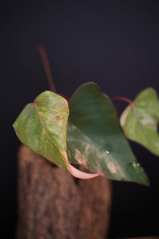 Philodendron Strawberry Shake Variegata - Dual Colour Expression - Large Established Leaves - Rooted Plant UK