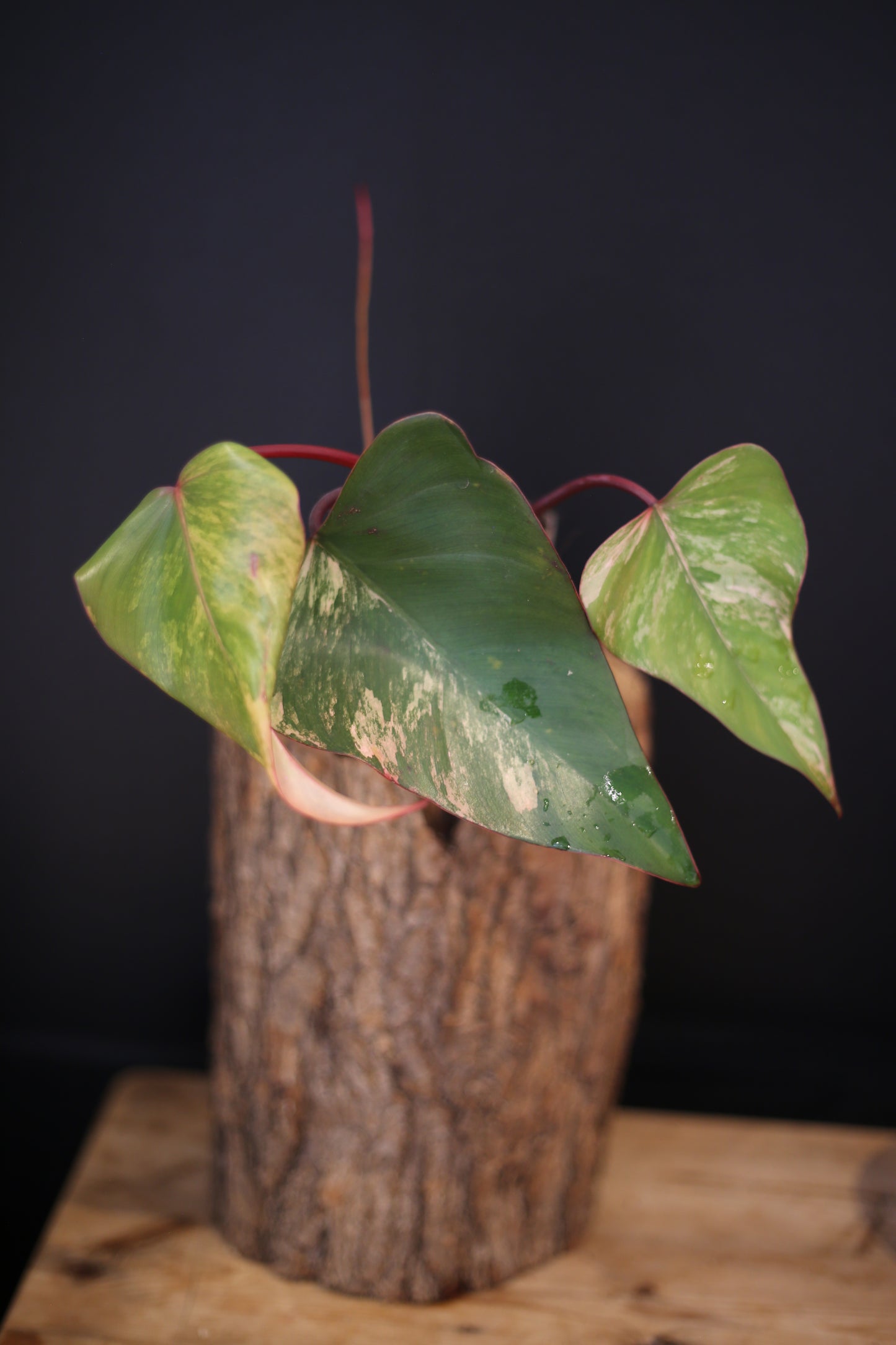 Philodendron Strawberry Shake Variegata - Dual Colour Expression - Large Established Leaves - Rooted Plant UK