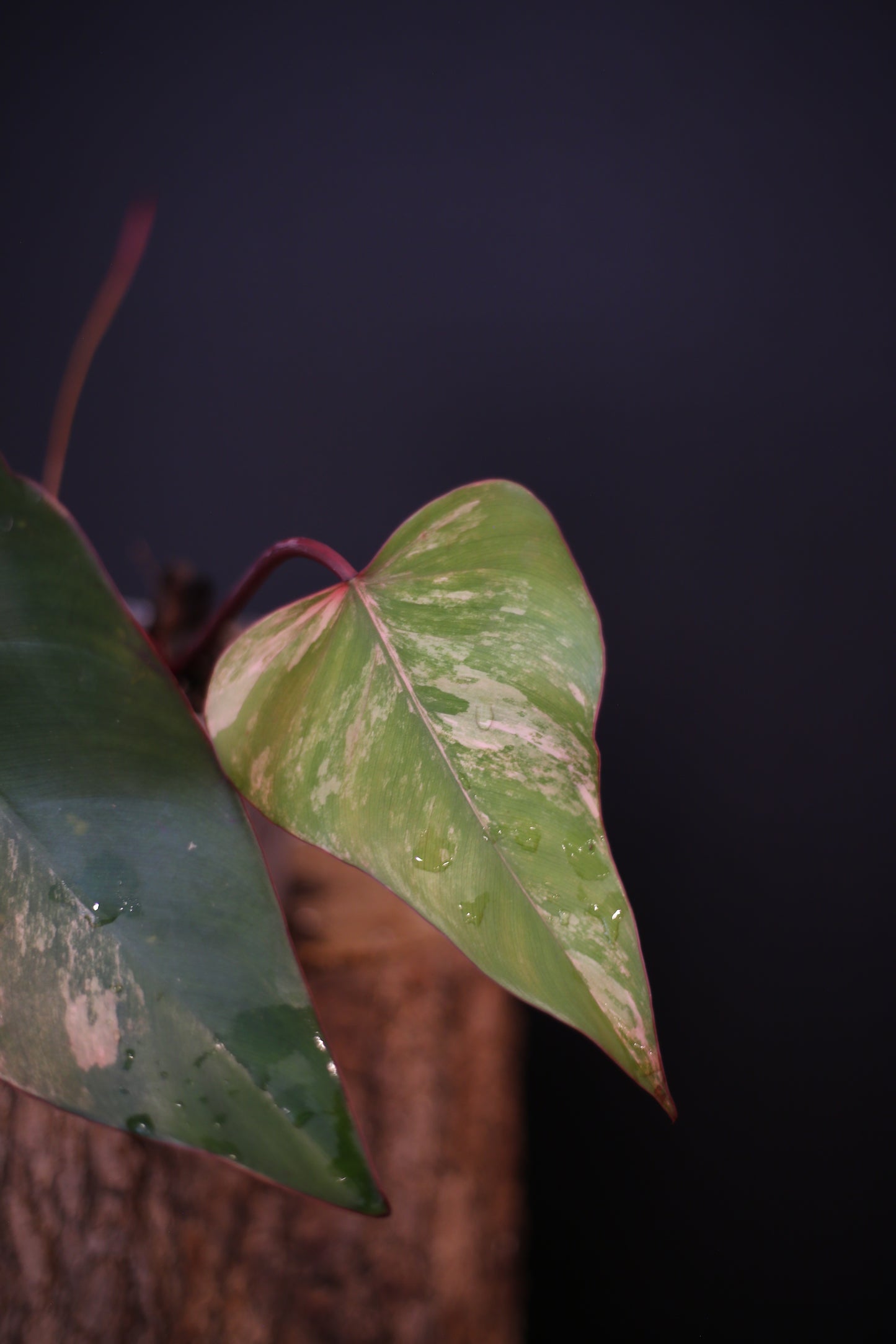 Philodendron Strawberry Shake Variegata - Dual Colour Expression - Large Established Leaves - Rooted Plant UK