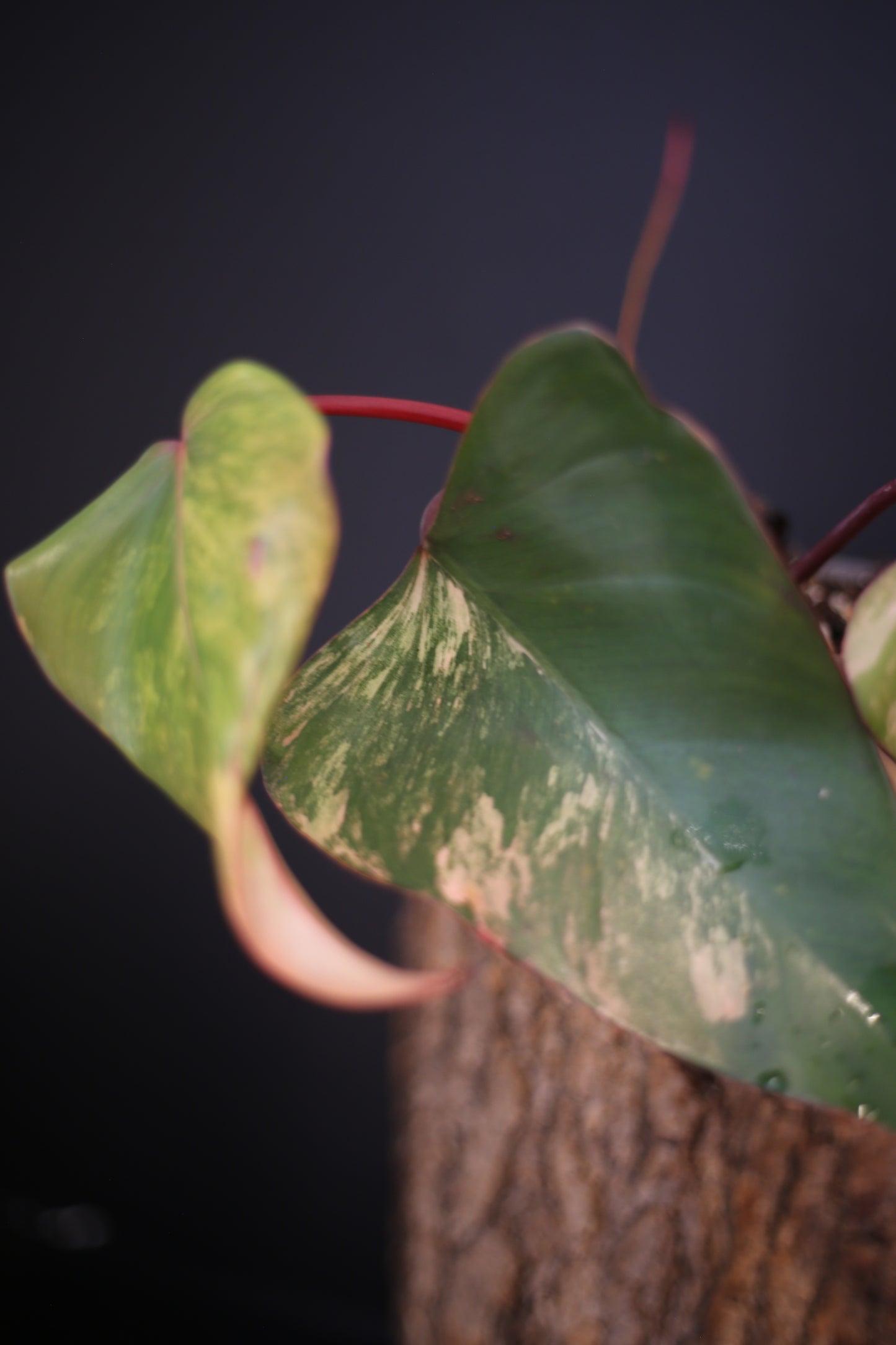 Philodendron Strawberry Shake Variegata - Dual Colour Expression - Large Established Leaves - Rooted Plant UK