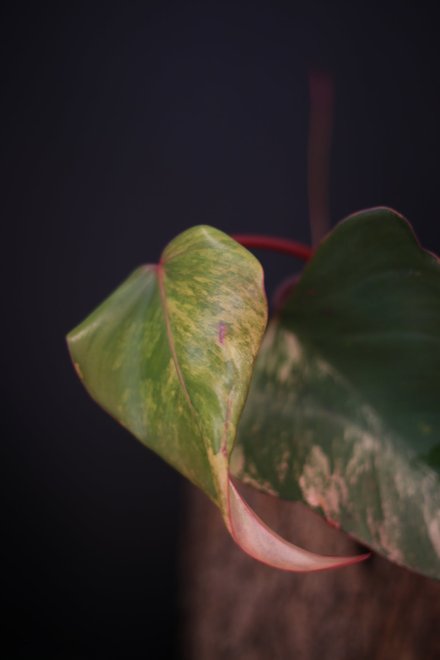 Philodendron Strawberry Shake Variegata - Dual Colour Expression - Large Established Leaves - Rooted Plant UK