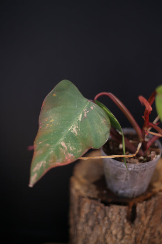Philodendron Strawberry Shake Variegata - Multiple New Leaves - Cream Variegation - Rooted Starter Plant UK