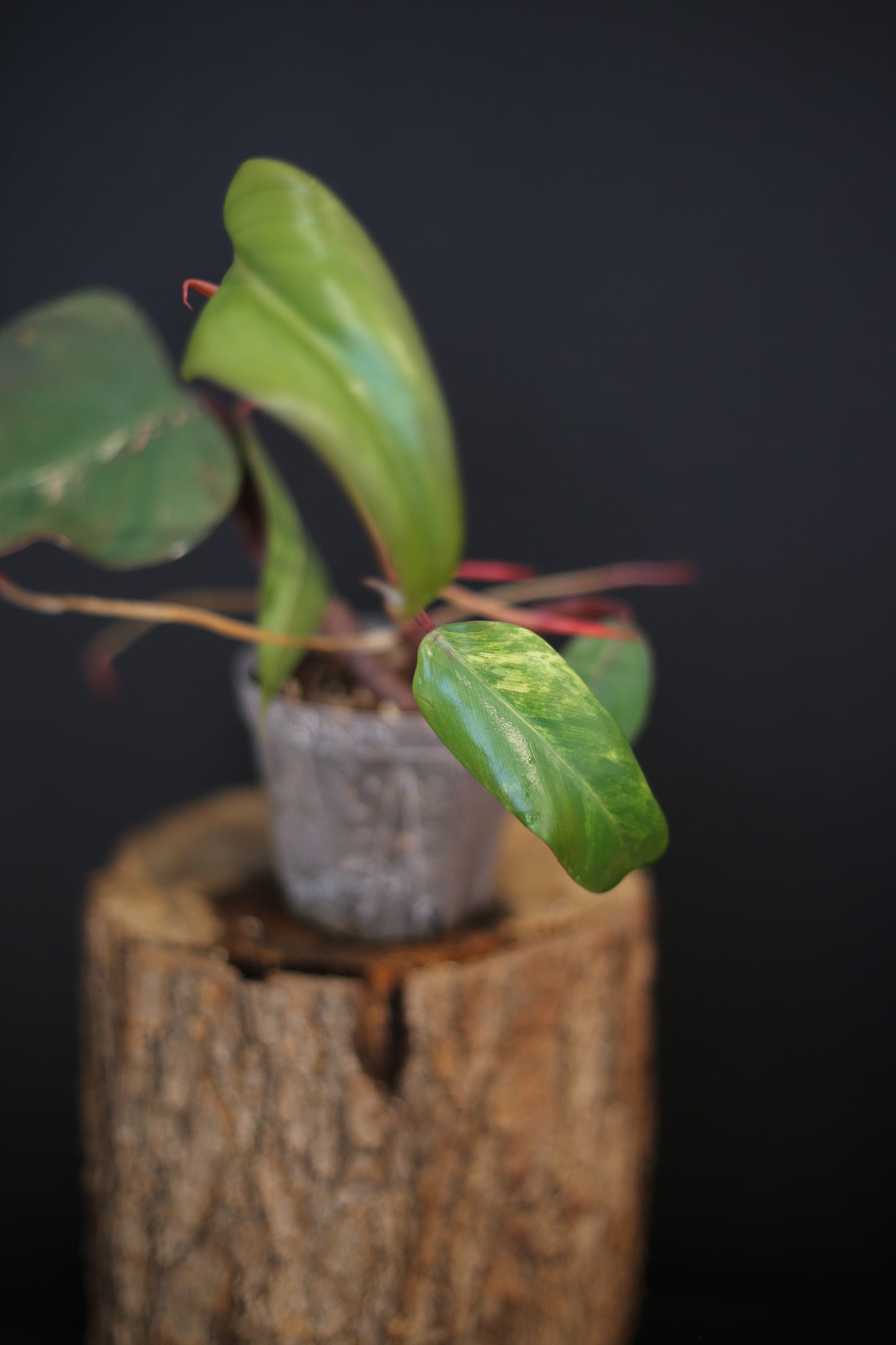 Philodendron Strawberry Shake Variegata - Multiple New Leaves - Cream Variegation - Rooted Starter Plant UK
