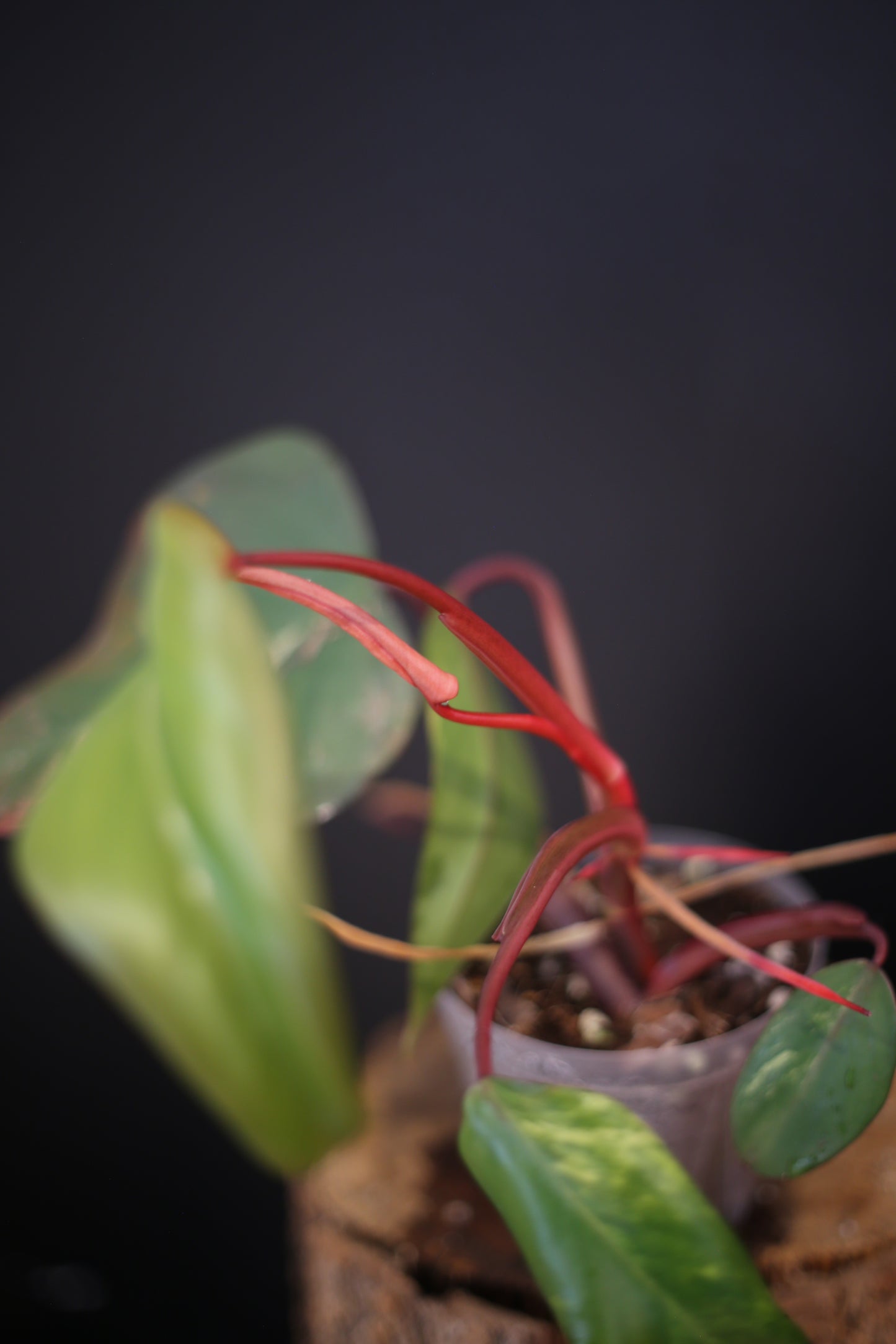 Philodendron Strawberry Shake Variegata - Multiple New Leaves - Cream Variegation - Rooted Starter Plant UK