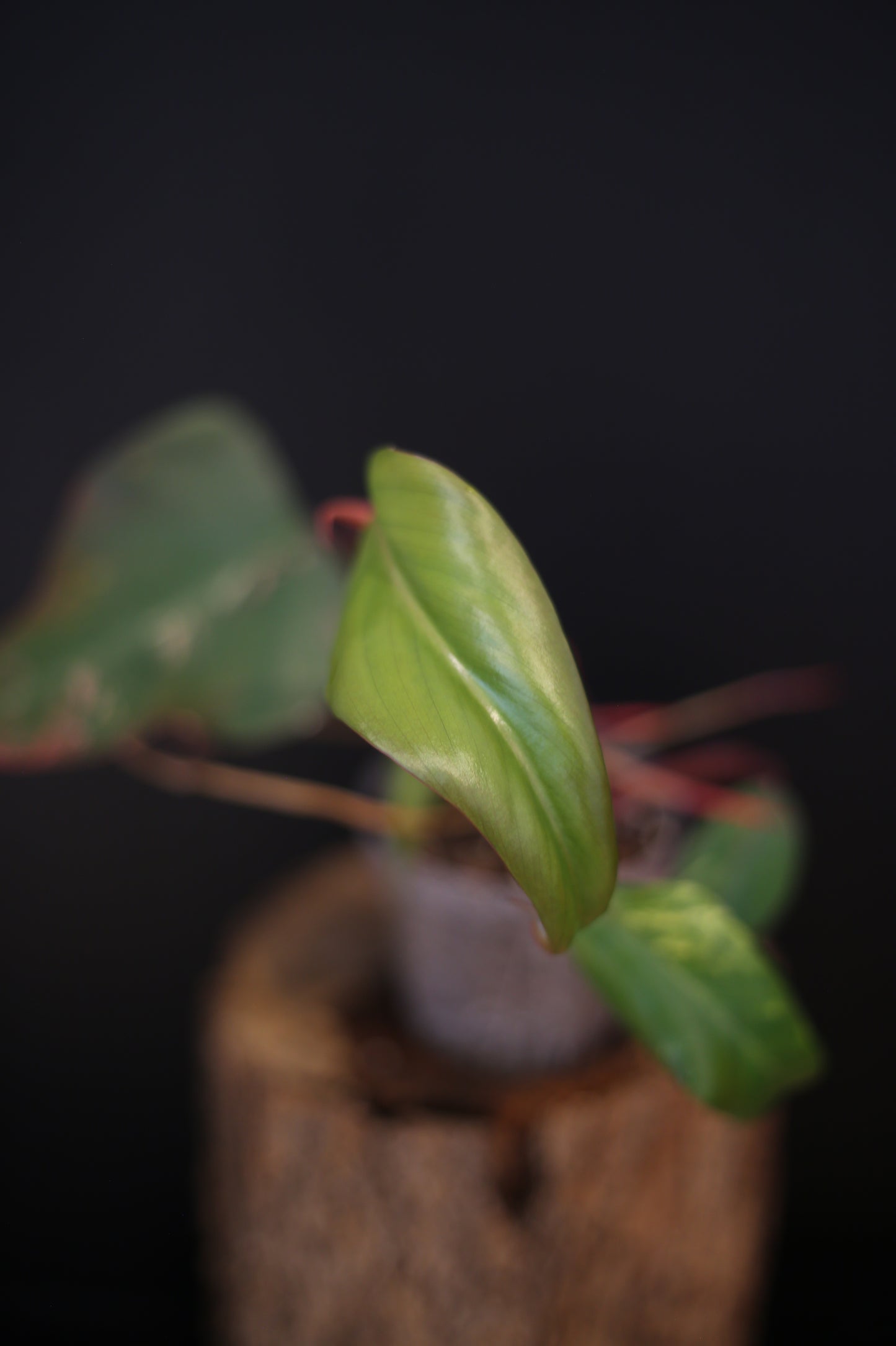 Philodendron Strawberry Shake Variegata - Multiple New Leaves - Cream Variegation - Rooted Starter Plant UK