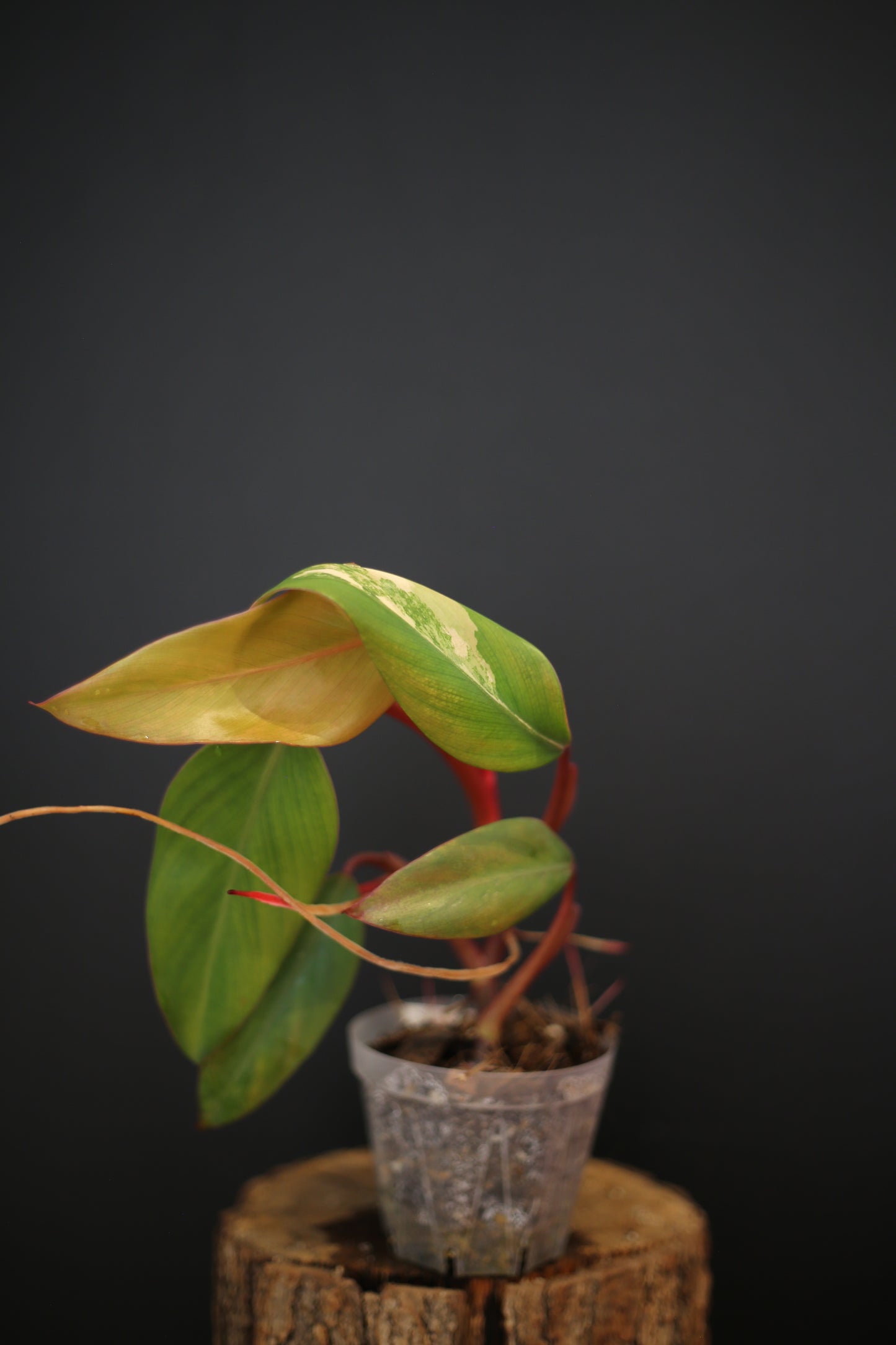 Philodendron Strawberry Shake Variegata - Yellow Green Variegation - Vibrant Colour Form - Rooted Plant UK