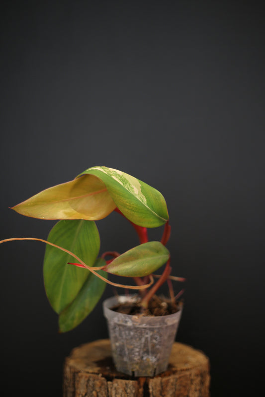 Philodendron Strawberry Shake Variegata - Yellow Green Variegation - Vibrant Colour Form - Rooted Plant UK