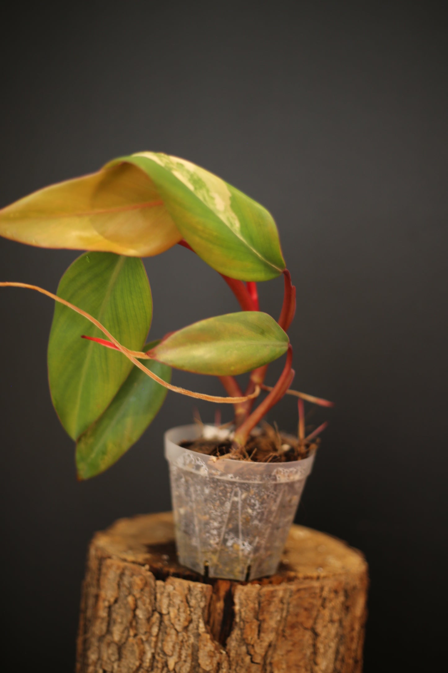 Philodendron Strawberry Shake Variegata - Yellow Green Variegation - Vibrant Colour Form - Rooted Plant UK