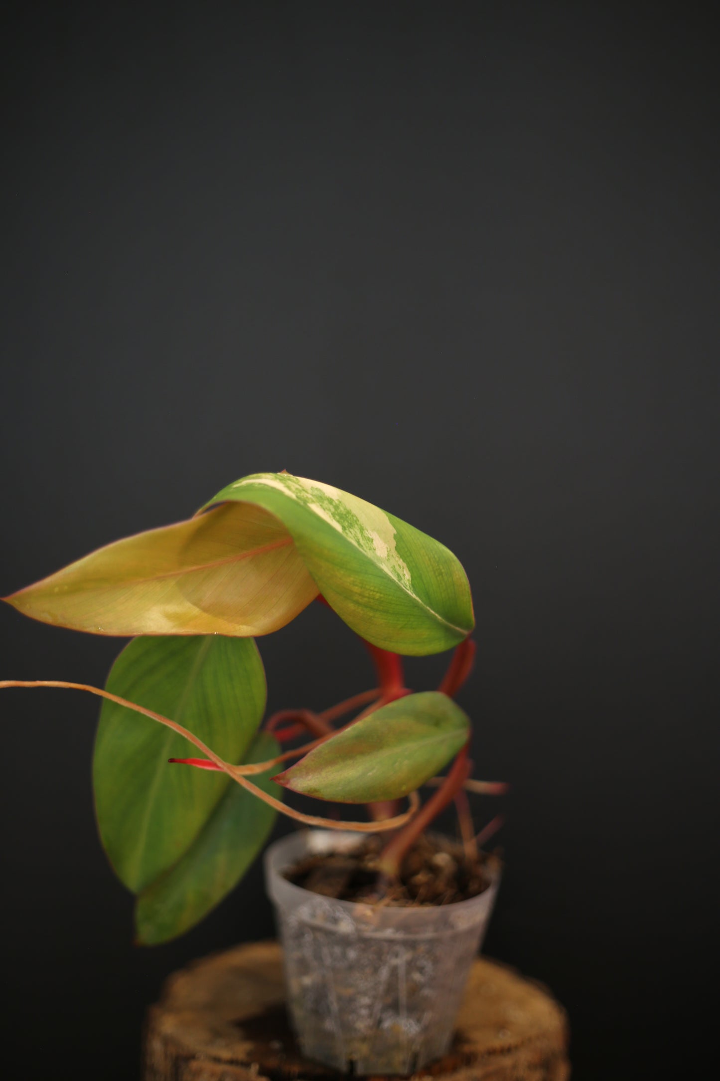 Philodendron Strawberry Shake Variegata - Yellow Green Variegation - Vibrant Colour Form - Rooted Plant UK